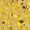 Confetti by Celebrate It™